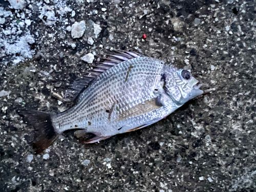 キビレの釣果