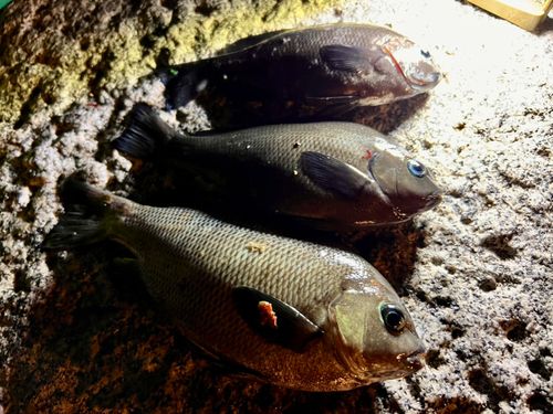 メジナの釣果