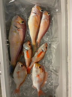 アマダイの釣果