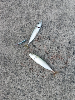 サバの釣果