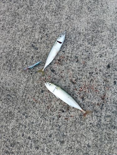 サバの釣果