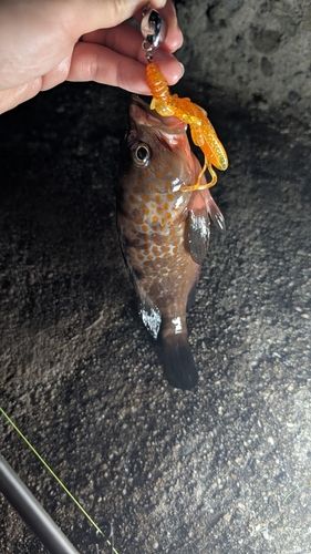 アコウの釣果