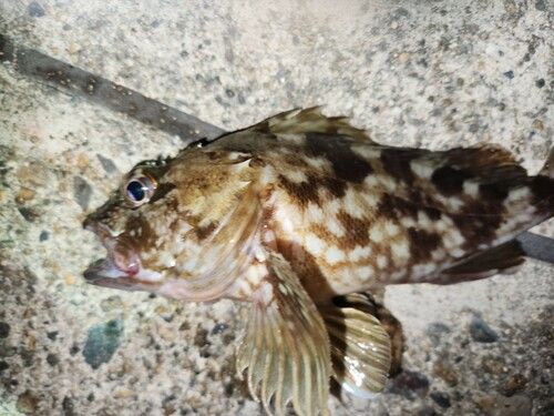 カサゴの釣果