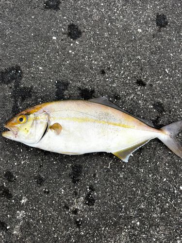 カンパチの釣果