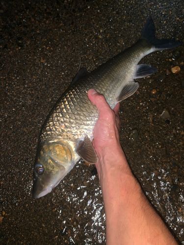ニゴイの釣果