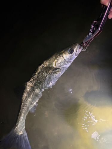 スズキの釣果