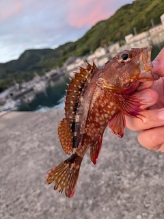 ガシラの釣果