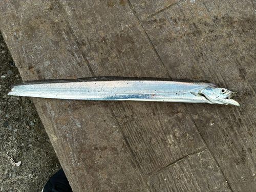 タチウオの釣果
