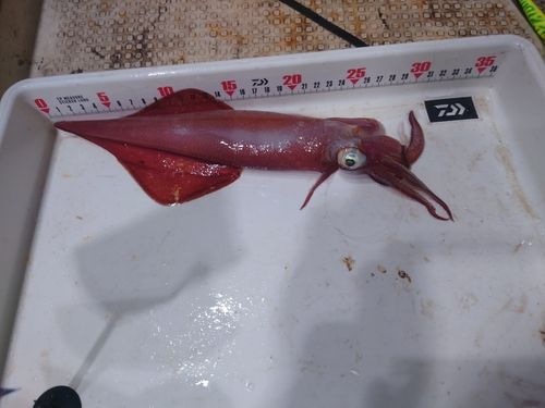 ケンサキイカの釣果