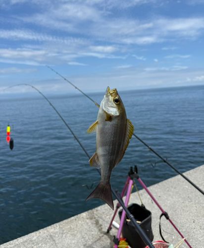 イサキの釣果
