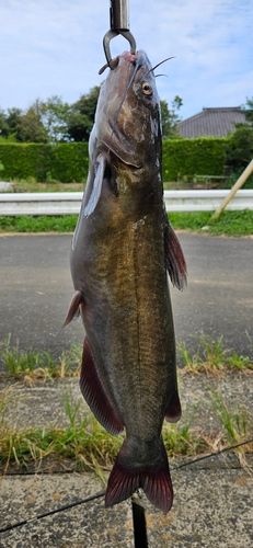 アメリカンキャットフィッシュの釣果