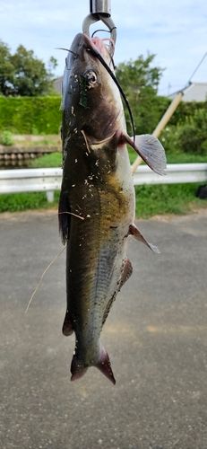 アメリカンキャットフィッシュの釣果