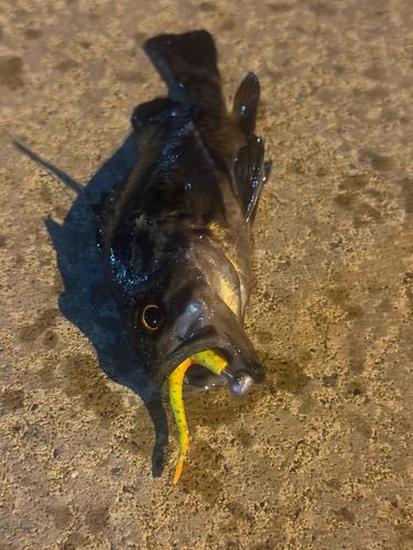 クロソイの釣果