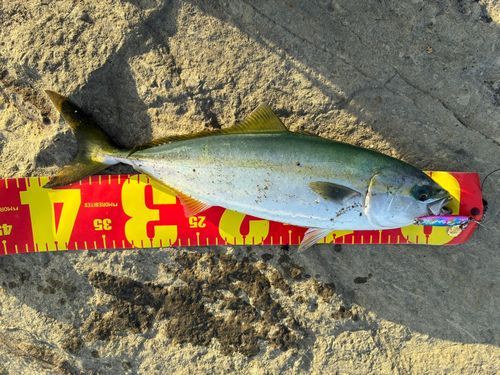 イナダの釣果
