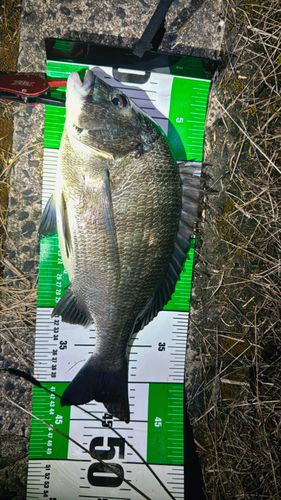 チヌの釣果