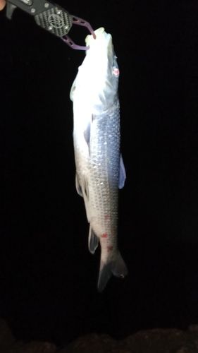 ニゴイの釣果