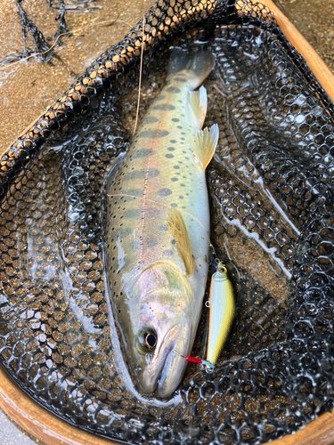 ヤマメの釣果