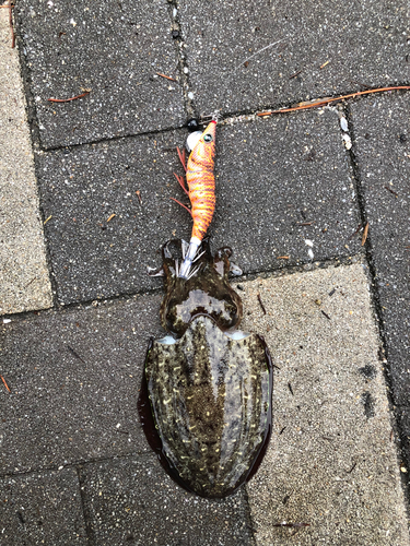 モンゴウイカの釣果