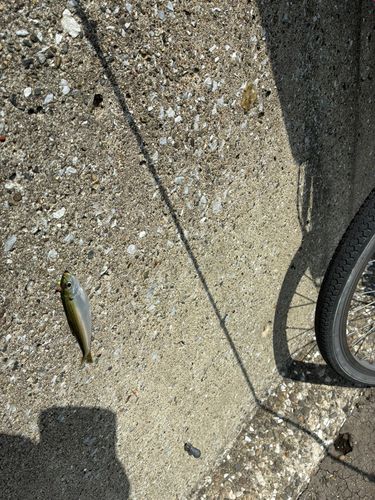 サッパの釣果