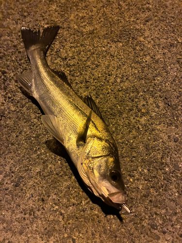 セイゴ（マルスズキ）の釣果