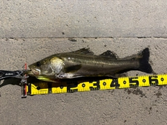 シーバスの釣果