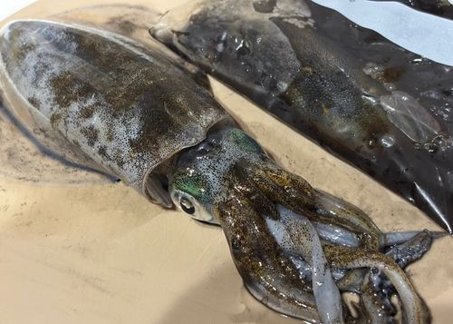 アオリイカの釣果