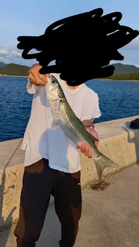 ボラの釣果