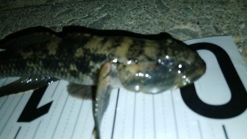 ハゼの釣果