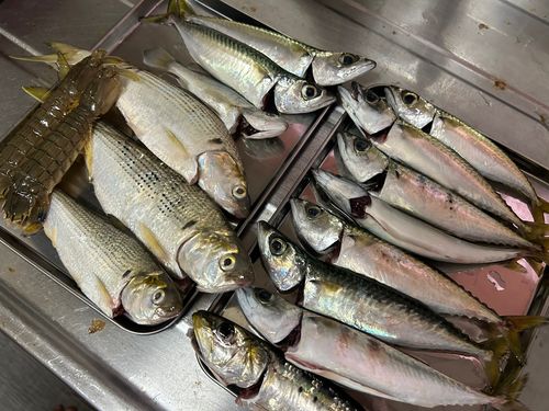 サバの釣果