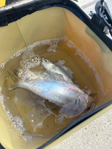 コノシロの釣果