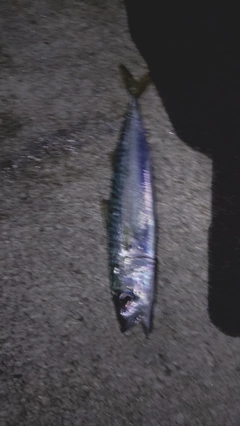 マサバの釣果