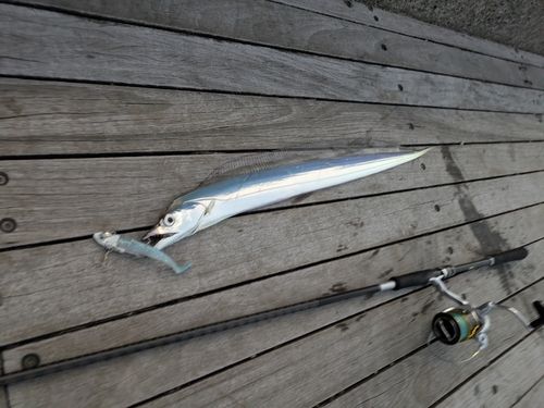 ショゴの釣果