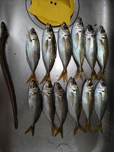 アジの釣果