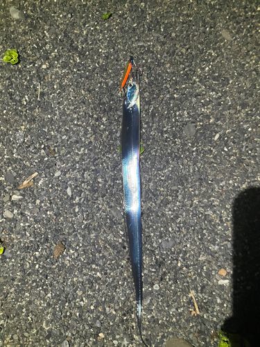 タチウオの釣果