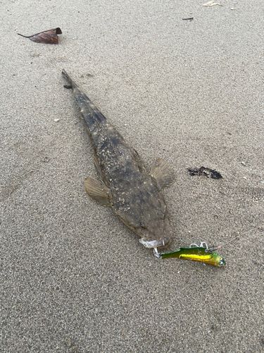 マゴチの釣果