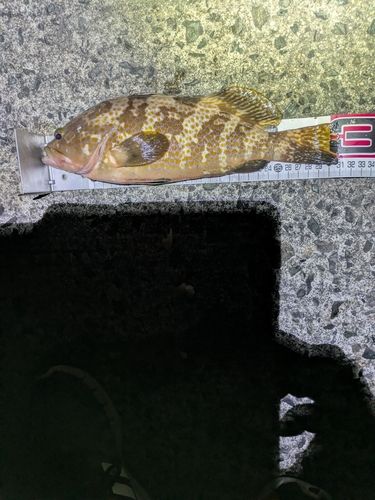 キジハタの釣果