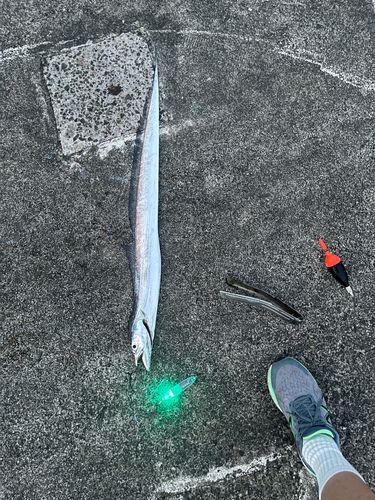 タチウオの釣果