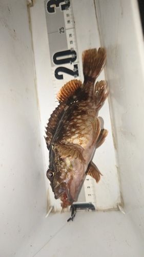 ガシラの釣果