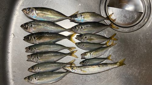 アジの釣果