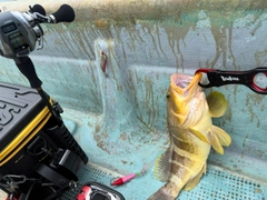 アオハタの釣果