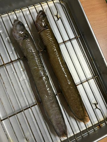 ダイナンギンポの釣果