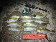 アジの釣果