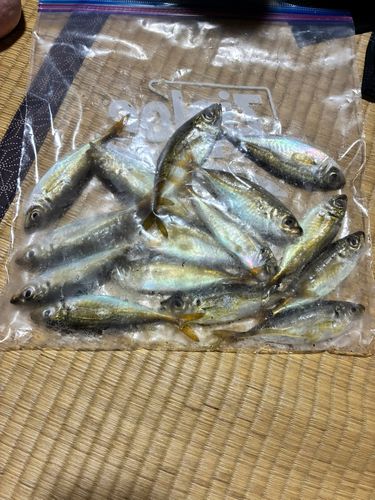 マアジの釣果
