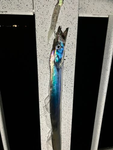 タチウオの釣果