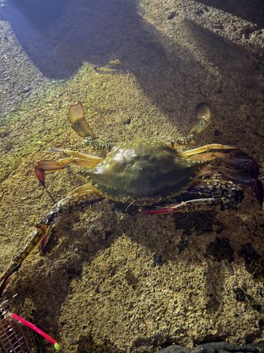 ワタリガニの釣果