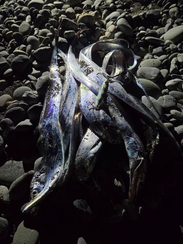 タチウオの釣果