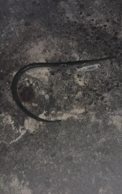 ダツの釣果
