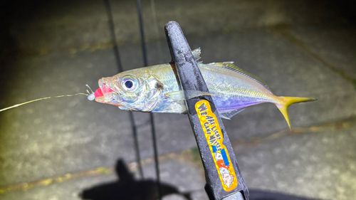チャリコの釣果