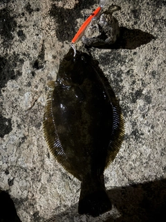 ヒラメの釣果