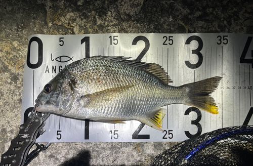 釣果